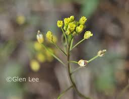 Attēlu rezultāti vaicājumam “Draba nemorosa fruit”