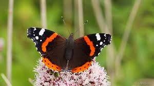 Attēlu rezultāti vaicājumam “Vanessa atalanta”
