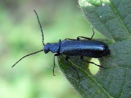 Attēlu rezultāti vaicājumam “Dasytes caeruleus”