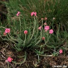 Attēlu rezultāti vaicājumam “Erica tetralix leaf”