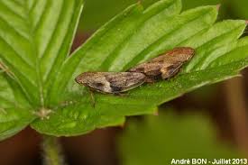 Attēlu rezultāti vaicājumam “Aphrophora alni imago”