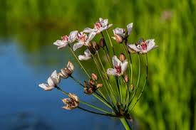 Attēlu rezultāti vaicājumam “Butomus umbellatus flower”