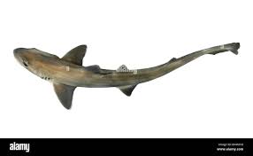 Image result for Mustelus mustelus