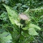Attēlu rezultāti vaicājumam “Cirsium oleraceum leaf”