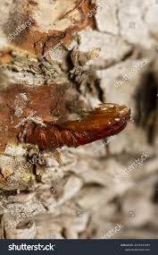 Attēlu rezultāti vaicājumam “Scardia boletella exuvia”