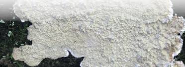 Attēlu rezultāti vaicājumam “Cystostereum murrayi”