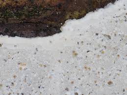 Attēlu rezultāti vaicājumam “Skeletocutis stellae”