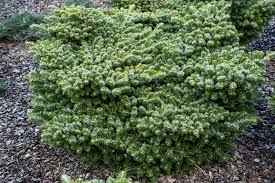 Attēlu rezultāti vaicājumam “Abies veitchii”