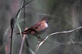 Image result for Locustella certhiola