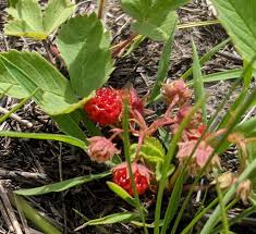 Attēlu rezultāti vaicājumam “Fragaria viridis fruit”