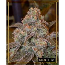 Image result for Frostabella ginsterfarmii