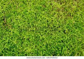 Attēlu rezultāti vaicājumam “Pleurozium schreberi”