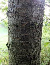 Attēlu rezultāti vaicājumam “Padus avium”