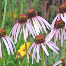 Image result for Echinacea pallida