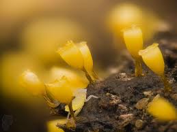 Attēlu rezultāti vaicājumam “Craterium sp.”