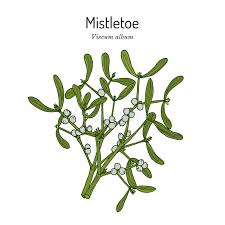 Attēlu rezultāti vaicājumam “Viscum album”