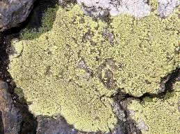 Attēlu rezultāti vaicājumam “Rhizocarpon geographicum”