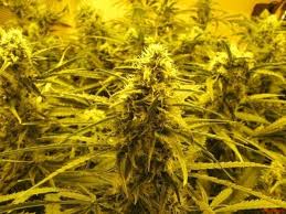 Resultado de imagen para la marihuana channel