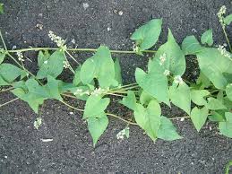 Attēlu rezultāti vaicājumam “Fallopia convolvulus”