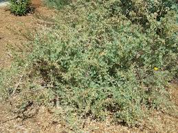 Attēlu rezultāti vaicājumam “Atriplex calotheca leaf”