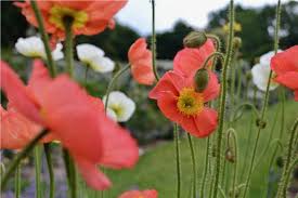 Image result for Papaver nudicaule