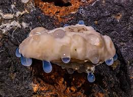 Attēlu rezultāti vaicājumam “Postia leucomallella”