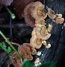 Attēlu rezultāti vaicājumam “Trametes ochracea”