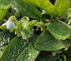 Image result for Borretsch