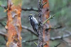 Attēlu rezultāti vaicājumam “Picoides tridactylus”