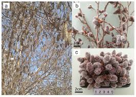Attēlu rezultāti vaicājumam “Populus x berolinensis”