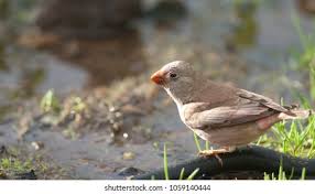 Image result for Bucanetes githagineus