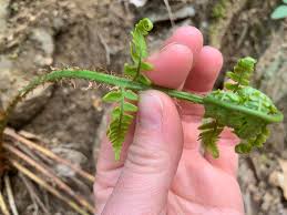 Attēlu rezultāti vaicājumam “Cephalozia catenulata”