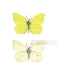 Attēlu rezultāti vaicājumam “Gonepteryx rhamni male”