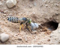 Attēlu rezultāti vaicājumam “Bembix rostrata”