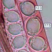 Attēlu rezultāti vaicājumam “Helvella atra”