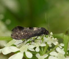 Attēlu rezultāti vaicājumam “Epermeniidae”