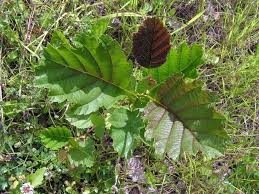 Image result for Alder Cc