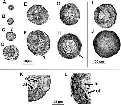 Attēlu rezultāti vaicājumam “Timmia megapolitana”