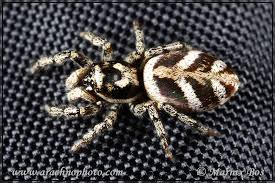 Attēlu rezultāti vaicājumam “Salticus scenicus”