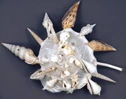 Attēlu rezultāti vaicājumam “Sclerophora pallida”