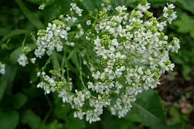 Attēlu rezultāti vaicājumam “Armoracia rusticana flower”