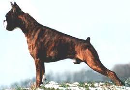 images?q=tbn:ANd9GcS2ZPtqXjqG8GiPKo2ORh-Rpr2qycE6mUY_LjZ4biuhAnS5YL6Inw