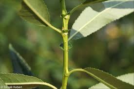 Attēlu rezultāti vaicājumam “Salix triandra fruit”