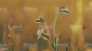 Attēlu rezultāti vaicājumam “Silene latifolia subsp. alba”
