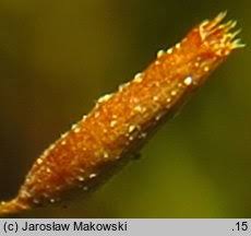 Attēlu rezultāti vaicājumam “Distichium capillaceum”