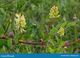Attēlu rezultāti vaicājumam “Astragalus glycyphyllos”