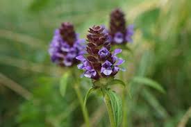 Attēlu rezultāti vaicājumam “Prunella vulgaris flower”