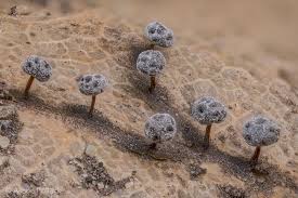 Attēlu rezultāti vaicājumam “Didymium clavus stalked”