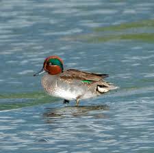 Attēlu rezultāti vaicājumam “Anas crecca”