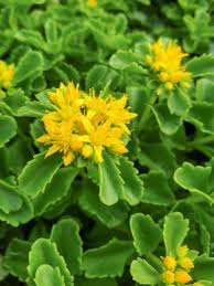 Attēlu rezultāti vaicājumam “Sedum aizoon”